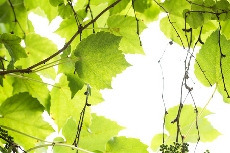Bright green Japanese ivy leaves in front of white background