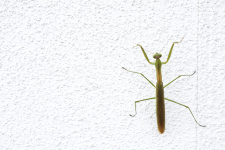 One green mantis climbed up on the white wallの写真素材