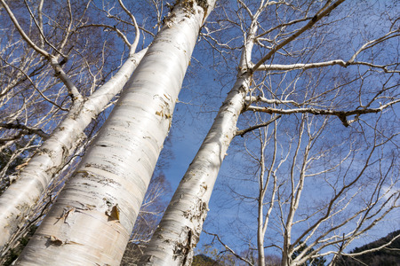 Close up birch trees stem bare of leaves under blue skyの写真素材