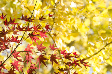 Autumn maple Acer palmatum branch in front of ginkgo tree