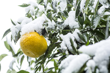 Close up snow piled up on yellow citrus natsudaidai fruit view from sideの写真素材