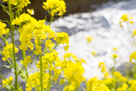 Close up cole flower in front of river sparkleの写真素材
