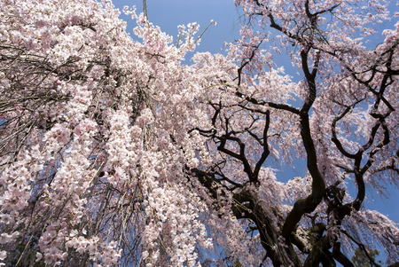 Large weeping cherry blossoms under blue skyの写真素材