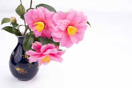 Pink camellia sasanqua flowers in a vaseの写真素材