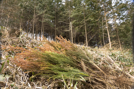 Before planting japanese cedar Cryptomeria japonica seedlings in front of conifer forest