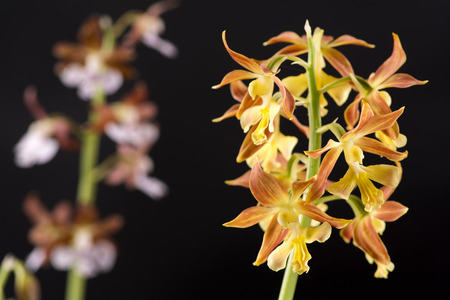 Close up yellow calanthe discolor flowers in front of pale purple flowersの写真素材