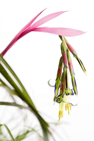 Colorful queen's tears flower in front of white background in vertical compositionの写真素材