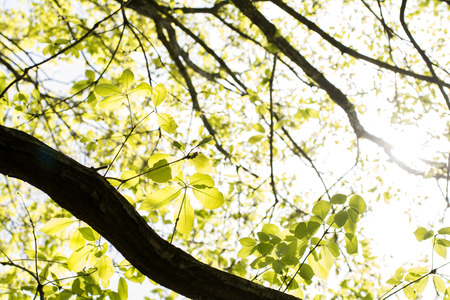 Fresh green leaves exposed to sunlight filtering through trees