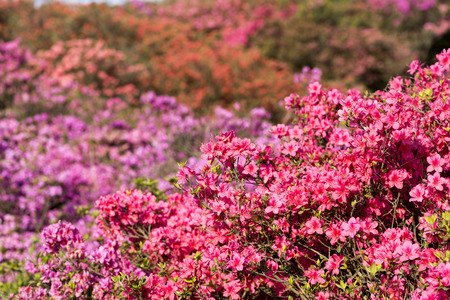 Brilliant pink azalea flowers in front of flower blursの写真素材