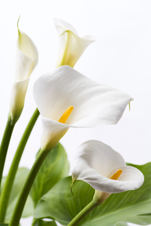 White calla lily flowers in front of white background in vertical compositionの写真素材