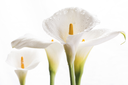 Close up strait white calla lily flowers in front of white backgroundの写真素材