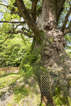 Door at base of longevity large camphor tree in vertical compositionの写真素材
