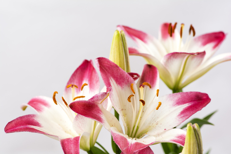 Two tone white and red asian lily flowers in front of gray backgroundの写真素材