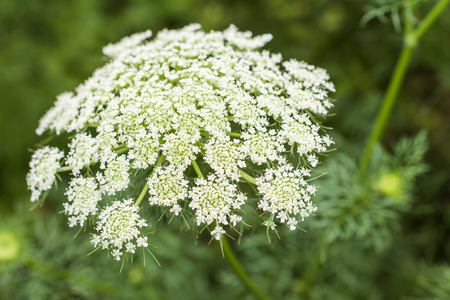 Inflorescence of white carrot flowers in green field