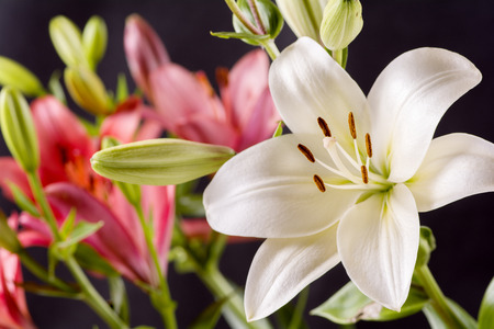 White and red asian lily flower in front of black backgroundの写真素材