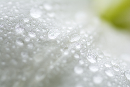 Close up white asian lily petal wet with rain dropsの写真素材