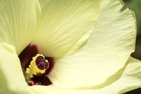 Close up pale yellow okra flower in summerの写真素材