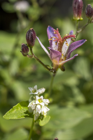 Toad lily flower and buck wheat flower in vertical compositionの写真素材