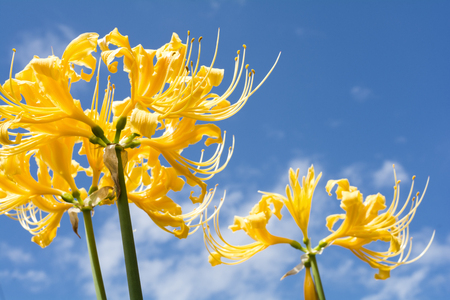 Close up bright golden spider lily flowers under blue skyの写真素材
