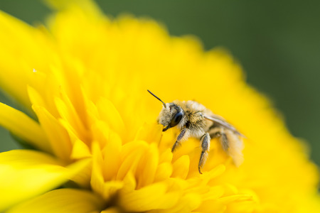 Close up of bee on bright yellow helianthus flowerの写真素材
