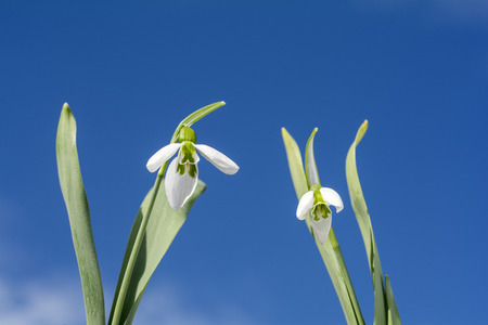 Snowdrop flowers under blue sky in winterの写真素材