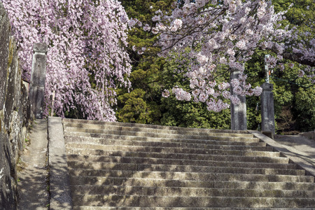 Yoshino cherry blossoms above stone steps in front of weeping cherry blossoms