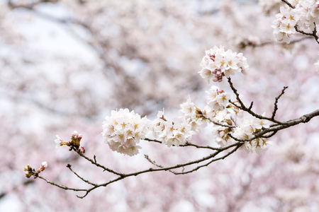 Yoshino cherry blossoms with sideways of branchの写真素材