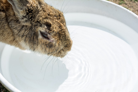 A rabbit drinking water from white bowlの写真素材