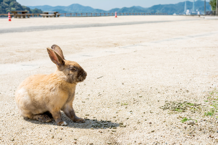 A rabbit sitting sideways on a sandy groundの写真素材