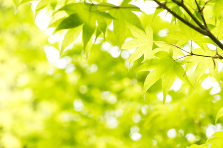 Green maple leaves (Acer palmatum var. amoenum) in front of green blurs