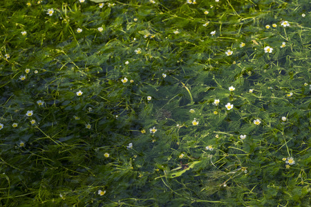 White ranunculus nipponicus flowers on a brook in MiBR, Shig