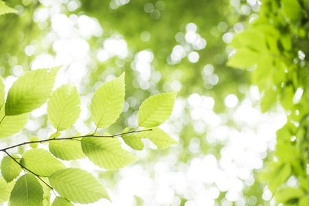 Fresh green carpinus tschonoskii leaves with branch growing in the left