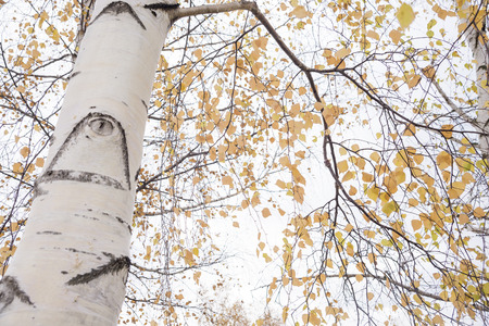 Autumn orange leaves on branches of white birch tree in front of white sky