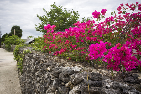 Deep shade pink bougainvillea flowers over stone wall in Taketomi islandの写真素材