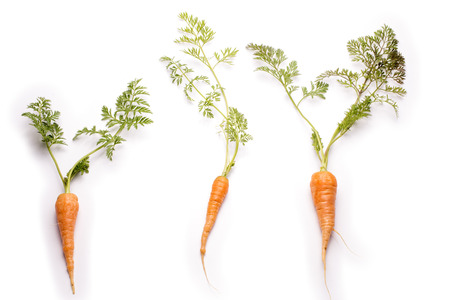 Three thin carrots with a leaf on a white backgroundの写真素材