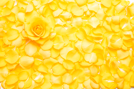 Yellow rose flower on pile of yellow rose petalsの写真素材
