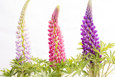 Line of three lupin flowers on white backgroundの写真素材