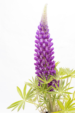 Purple lupin flower with green leaves on white background in vertical compositionの写真素材