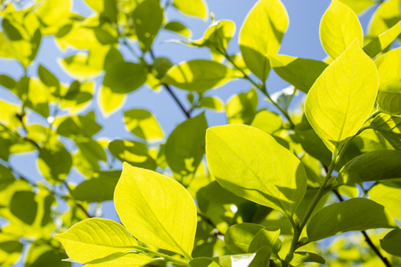 Fresh green persimmon tree leaves under blue skyの写真素材