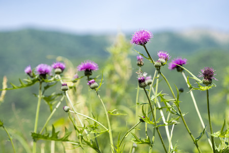 Lined purple thistle flowers (Cirsium japonicum) in front of green blurの写真素材