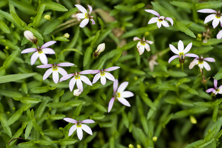 Pale purple native creeping lobelia flowers over green leaves