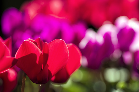 Close up Bright red cyclamen flowers in front of blurred flowersの写真素材