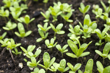 Green crown daisy buds growth from soilの写真素材
