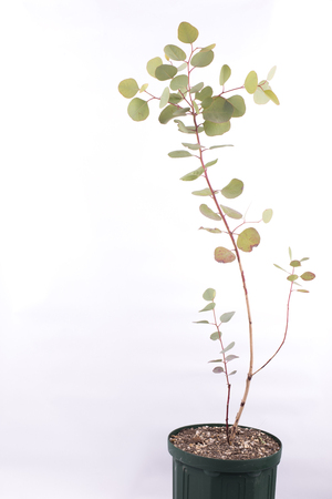 Eucalyptus polyanthemos tree pot in front of white backgroundの写真素材