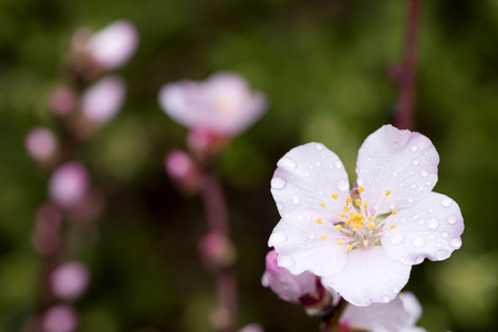 Close up pale pink almond flower wet with rain in front of branchesの写真素材