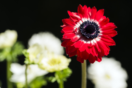 Close up red anemone flower in front of white flowers on black backgroundの写真素材