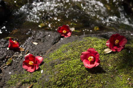 Fallen common camellia flowers on a mossy rock in front of brookの写真素材