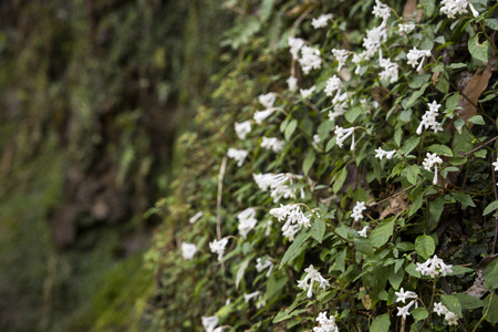 White ophiorrhiza japonica flower colony blooming on cliffの写真素材