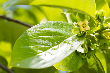 Yellow persimmon flower and fresh green leaf in late springの写真素材