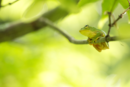 Japanese tree frog on branch in front of blurred green leavesの写真素材